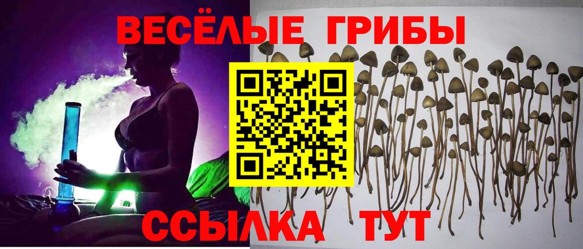 Галлюциногенные грибы Psilocybe  Вход с VPN  Лиски  Галлюциногенные грибы мицелий 